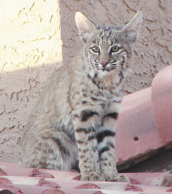 baby bobcat by lucas mcquisten